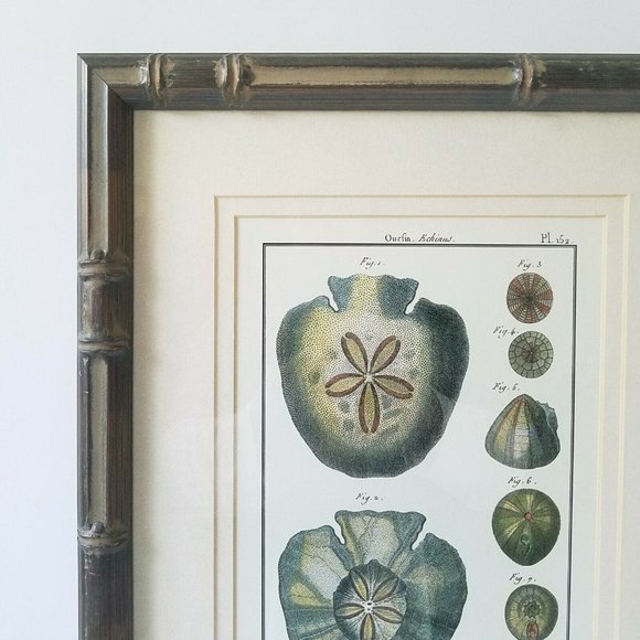 1700s Sand Dollar Echinoderm Print, Natural History Collection by Benard Direxit - Picture 3 of 11